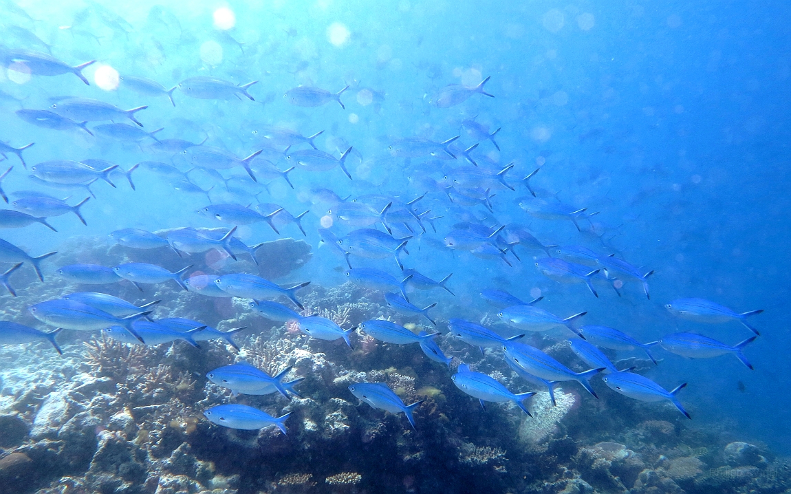 IMG_0680rf_Maldives_Madoogali_Plongee 6_Thoshigotihla_Banc de caesios ou fusilliers azur_Caesio caerulaurea.jpg